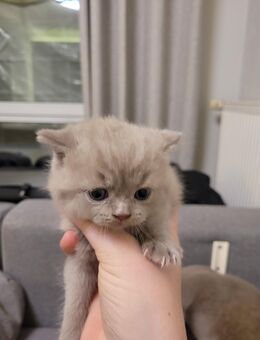 BKH Kitten - Paderborn