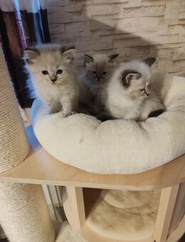 Neva Masquarade Kätzchen Mädchen - Rositz