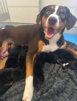 Appenzeller Sennenhund Mix Welpen - Essen