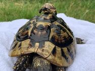 Griechische Landschildkröten Babys! Geboren Sommer 2023 - Hürth