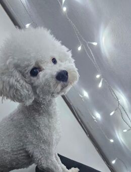 Deckrüde Toypudel mit Pandapudel-Tudexoscheckung - Springe