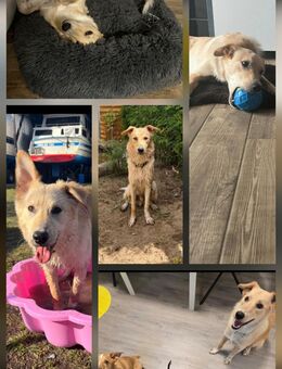 Benji sucht ein liebevolles Körbchen (da die Ersthündin nach meiner Kastration , mich nicht mehr duldet, musste ich leider mein Zuhause verlassen ) - Wolmirstedt Farsleben