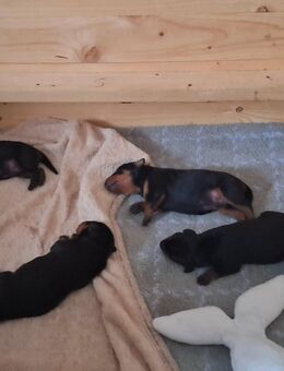 Deutsche Pinscher Welpen abzugeben ab November - Eitorf