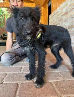 Athos wünscht sich eine Chance - Nordwalde