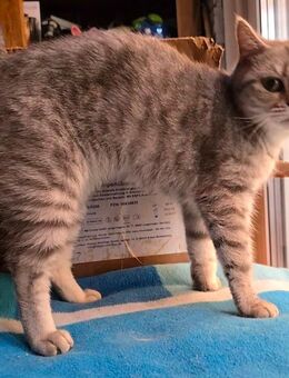 Britisch Kurzhaar Katze - Welzheim