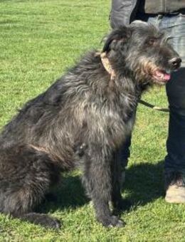 Bogar sucht neue Abenteuer - Frankfurt (Main)
