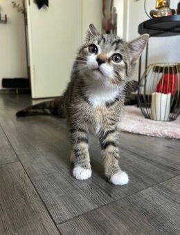 Britisch Kurzhaar Kitten ab 07.07.25 - Rees