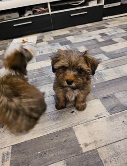 2 maltipoo rüden - Bottrop