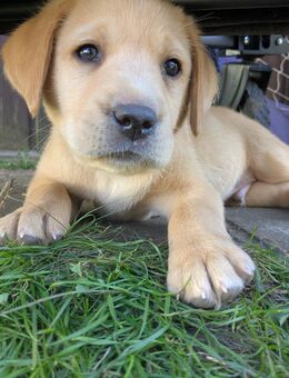 Unser Benny sucht wieder eine liebevolle Familie - Ebersbach