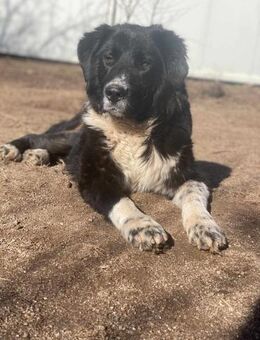 💙SAMUIL - EIN HÜBSCHES BÄRCHEN SUCHT... - Alfeld (Leine)