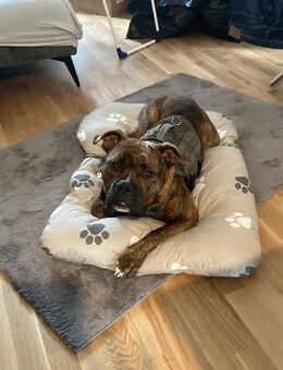 ACE Old Englisch Bulldog sucht sein für immer zuhause - Ottobrunn