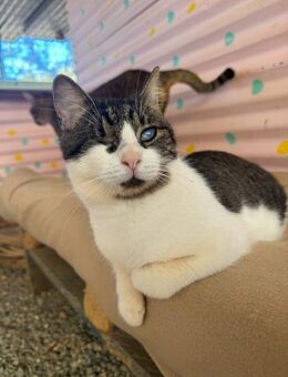 Handicap Katze Ida aus dem Tierschutz - Grevenbroich