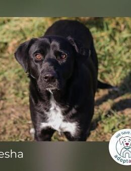 Ayesha: Freundliche Fellnase - Kirchzell