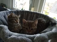 Kitten suchen für immer Zuhause - Bad Münder (Deister)