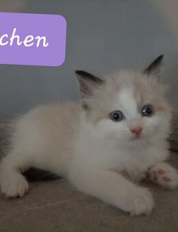 Süße Ragdoll Kitten - Selm