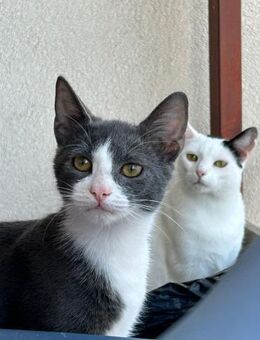 Verspielter Luca - Ellerbek