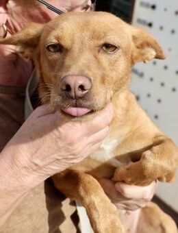 Minnie, vorsichtig, freundlich,neugierig - Westerholt