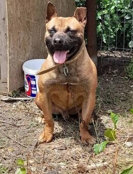 Donald sucht seine Menschen 🐾 - Elsdorf (Nordrhein-Westfalen)