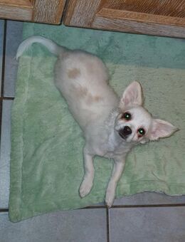 Ich suche noch immer ein Zuhause***Chihuahua-Welpe***Rüde - Marienheide