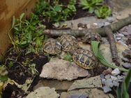 Griechische Landschildkröten Nachzucht aus 2024 | CITES-Zertifikat vorhanden - Brechen