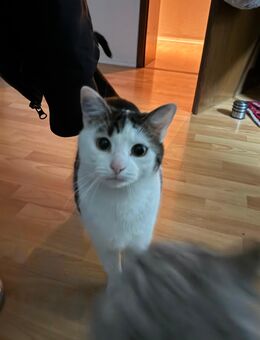 Schweren Herzens abzugeben - Holzminden