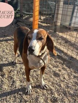 Aufgeschlossene MILA sucht Familie ❤️ - Saarbrücken