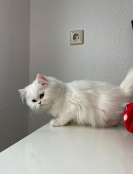 Langhaar Kitten Schwestern - Lörrach