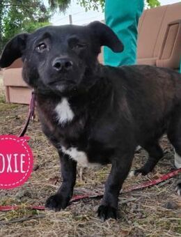 Moxie eine brave zarte sanfte Seele - Flörsheim-Dalsheim