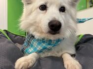 Kody, verschmuster Mittelspitz Opi - Remagen