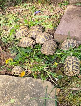 Griechische Landschildkröten zu verkaufen - Liederbach (Taunus)