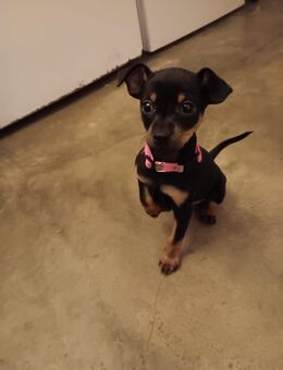 Zwerkpinscher Welpe Weibchen - Weddingstedt
