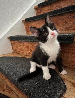 Katzen sucht ein liebevolles Zuhause - Pforzen
