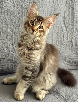 Reinrassig Maine Coon - Vechta