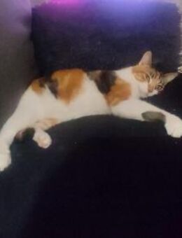 Katze Estrellita - evtl Einzelkatze - Bochum