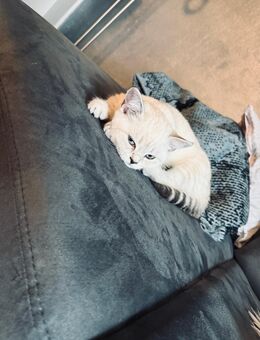 Zwei BKH Kitten (weiblich) - Oberndorf (Neckar)