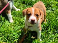 Abgabebereit! / Süße Französische Bulldogge x Australian Shepherd Mix Welpen - Asendorf (Landkreis Diepholz)