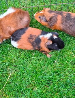 Meerschweinchen Männchen - Bissendorf