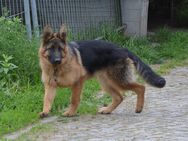 Schäferhund Welpe aus SV/VDH Zucht - Dresden