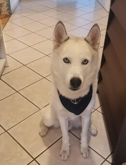 Husky, Rüde, 4 Jahre jung, Weiß - Schneverdingen