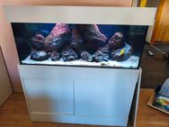 Aquarium 325l - Beilstein (Baden-Württemberg)