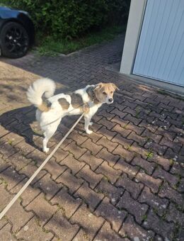 Liebevoller Mischling sucht schweren Herzens ein neues Zuhause - Wallhausen (Baden-Württemberg)
