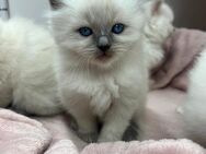 Reine Ragdoll Kitten - Nürnberg