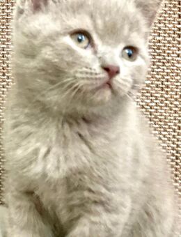 BkH Kitten/Junge Lilac reinrassig Vater Stammbaum - Bremen