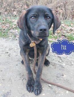 Pax ein Herzenshund - Flörsheim-Dalsheim