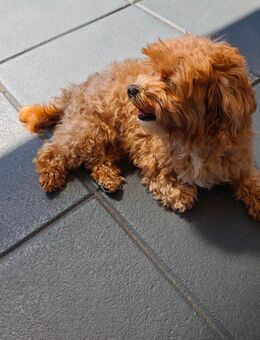 Maltipoo ( Malteser-Pudel Mischling ) - Töging (Inn)