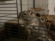 2 Degus suchen ein liebevolles neues Zuhause - Meine