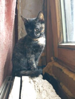 Vier junge Kätzchen, Kitten suchen neues Zuhause - Mittelbiberach
