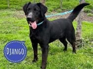 Django ein Traumhund ohne Anfragen - Mannheim