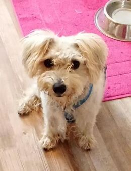 Leo 1-2 Jahre Bichon / mix ca 35 cm - Beltheim