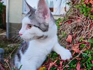 Maine Coon Kitten - Buchen (Odenwald) Zentrum